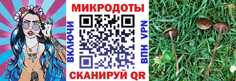 Купить где  Яровое  Галлюциногенные грибы прущие грибы 